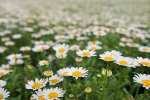 Daisies are blossom in spring